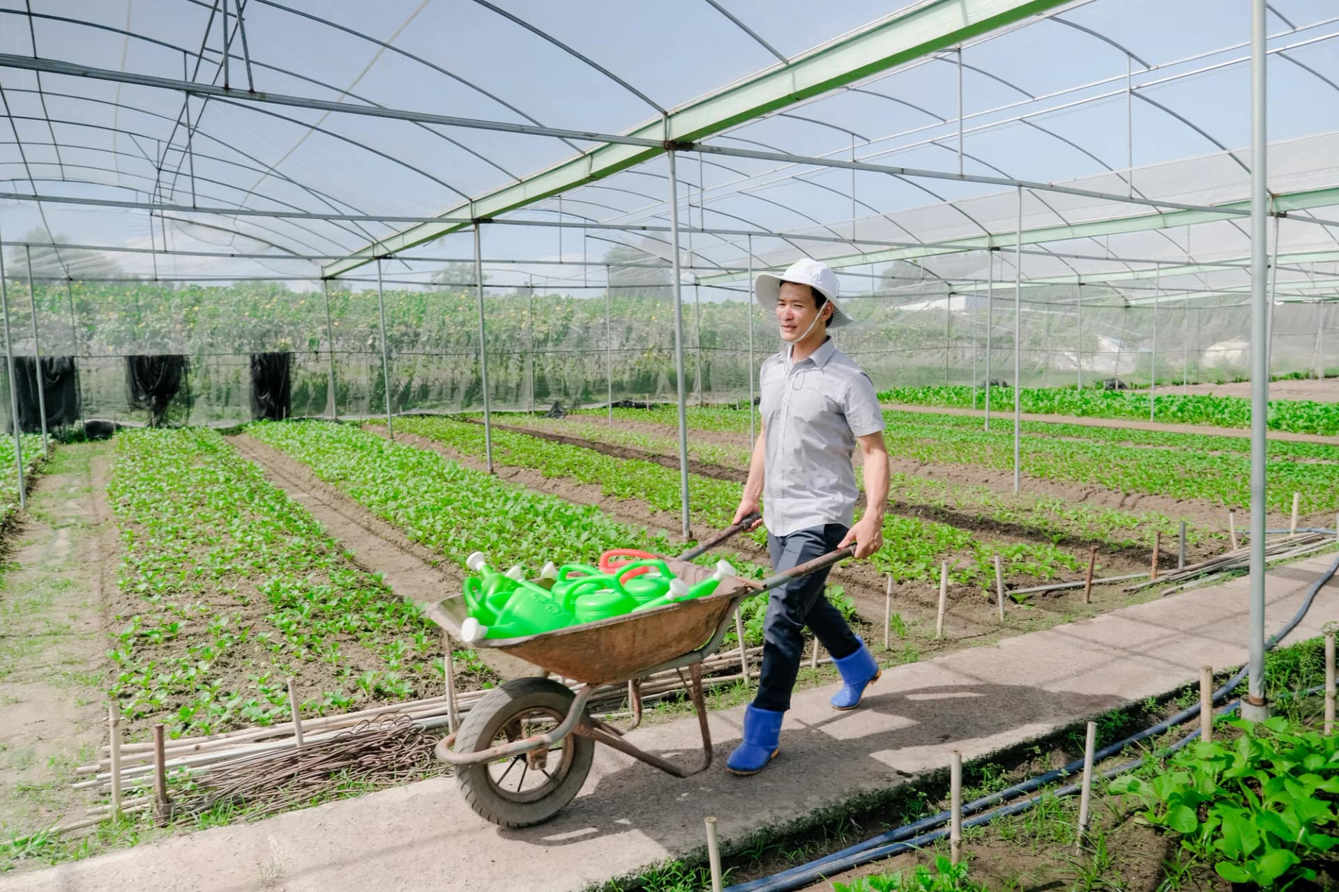 Organic là gì?