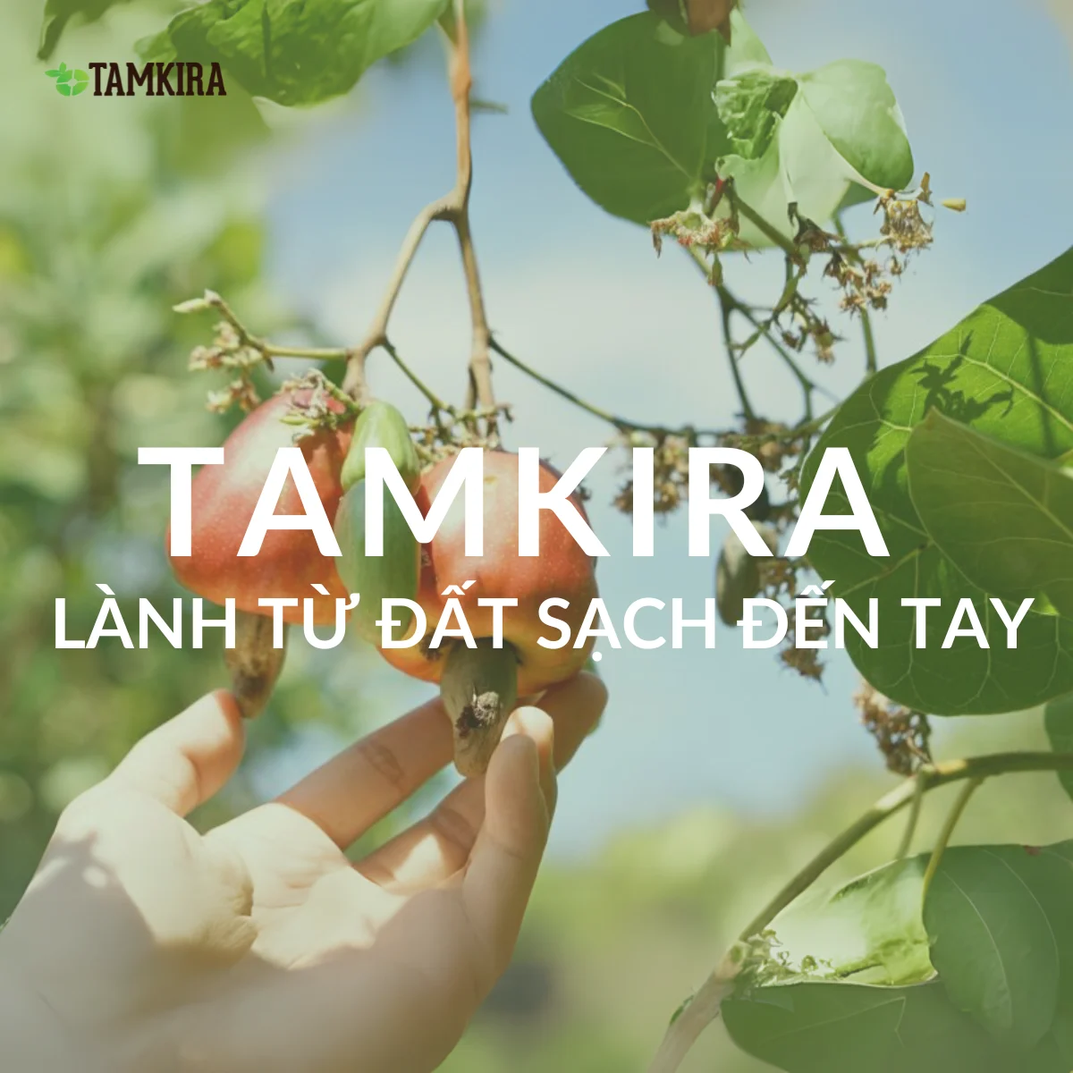 Công ty TNHH Tamkira